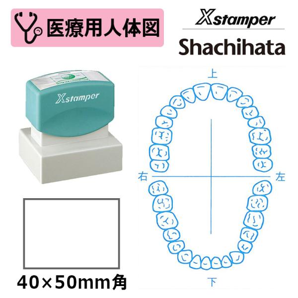 シヤチハタ 医療用人体図（歯1） Xスタンパー 角型印 4050号 ( 印面サイズ:40×50mm ...