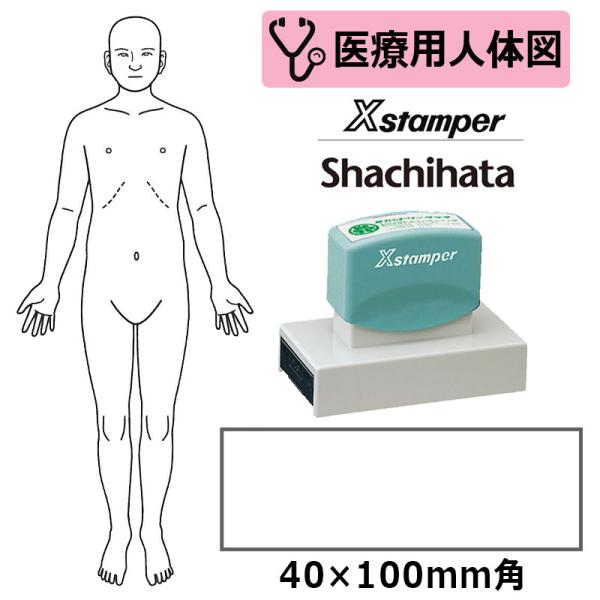 シヤチハタ 医療用人体図 全身（正面） Xスタンパー 角型印 40100号 ( 印面サイズ:40×1...