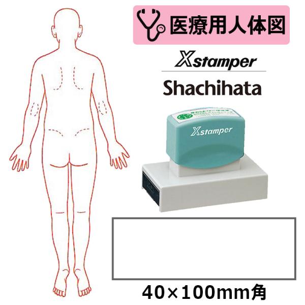 シヤチハタ 医療用人体図 全身（背面） Xスタンパー 角型印 40100号 ( 印面サイズ:40×1...