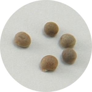 アーテック 野菜の種 オクラ artec 学校教...の商品画像