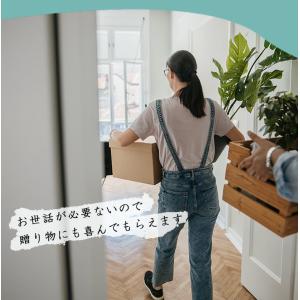 ≪レビュー特典≫ フェイクグリーン 大型 おし...の詳細画像5