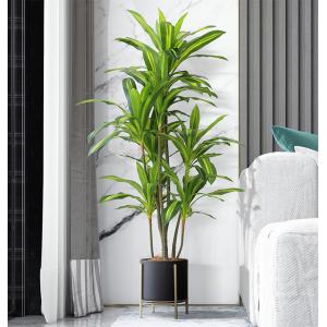 先行予約 ≪レビュー特典≫ 人工観葉植物 フェ...の詳細画像2