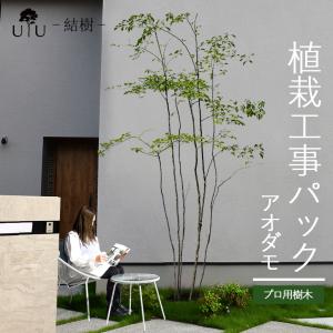 ☆取りに来られる方限定!!高さ約2メートル・元気な梅(うめ)の木