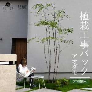 施工付植木/近畿地域限定 シンボルツリー 庭木 落葉樹 落葉高木 樹高2.5m以上(根含まず) 植樹付 UJU 結樹 ゆうじゅ アオダモ 代金引換・同梱不可 hnw1｜hanwa-ex