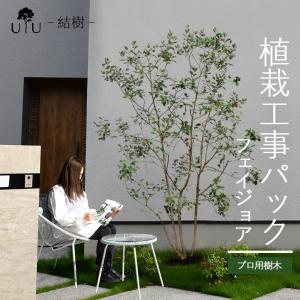 施工付植木/近畿地域限定 シンボルツリー 庭木 常緑広葉樹 樹高2mまで(根含まず) UJU 結樹 ゆうじゅ フェイジョア 代金引換・同梱不可 hnw1｜hanwa-ex