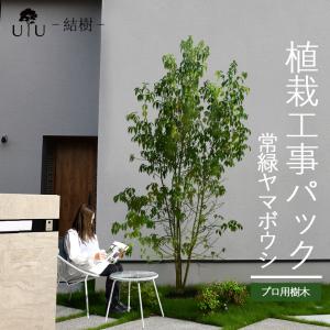 施工付植木/近畿地域限定 シンボルツリー 庭木 常緑広葉樹 高木 樹高2.5m以上(根含まず) UJU 結樹 ゆうじゅ 常緑ヤマボウシ 代金引換・同梱不可 hnw1