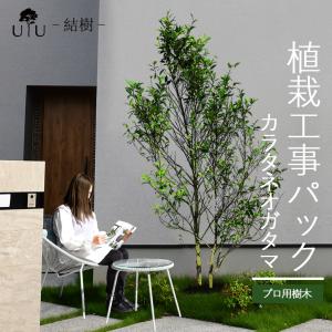 DEPOS 施工付植木/近畿地域限定 シンボルツリー 庭木 常緑広葉樹