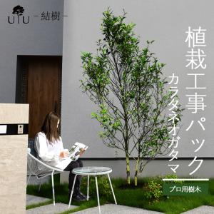 施工付植木/近畿地域限定 シンボルツリー 庭木 常緑広葉樹 樹高2.0m以下(根含まず) 植樹付 UJU 結樹 ゆうじゅ カラタネオガタマ 代金引換・同梱不可 hnw1｜hanwa-ex