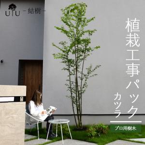 DEPOS 施工付植木/近畿地域限定 シンボルツリー 庭木 常緑広葉樹 樹高