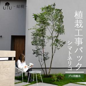 DEPOS 施工付植木/近畿地域限定 シンボルツリー 庭木 常緑広葉樹 高木