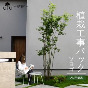 施工付植木/近畿地域限定 シンボルツリー 庭木 常緑広葉樹 高木 樹高2.5m以下(根含まず) UJU 結樹 ゆうじゅ ソヨゴ 代金引換・同梱不可 hnw1｜hanwa-ex