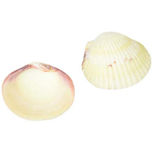 三晃商会 SANKO オカヤドカリの貝がらエサ入れ