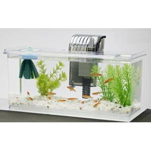 金魚シリーズ 金魚王子】三色和金（四つ尾） 14cm前後 (個体番号：vfr345