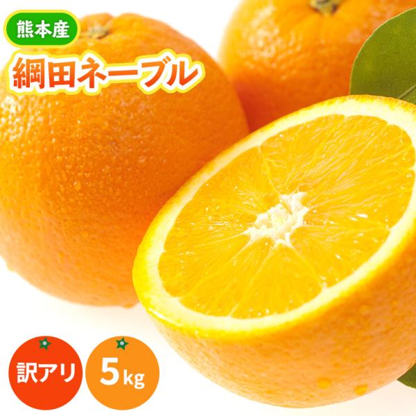 《３月中旬出荷予定》熊本県産 網田ネーブル 5kg 訳あり 送料無料