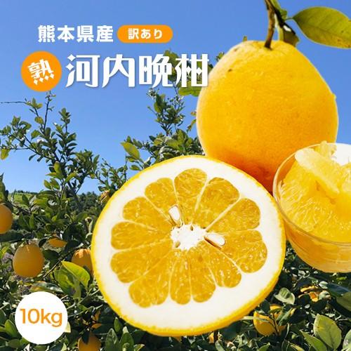 最高傑作！山下さんの愛情で育ったまご熟河内晩柑 訳あり 10kg  送料無料 和製グレープフルーツ ...