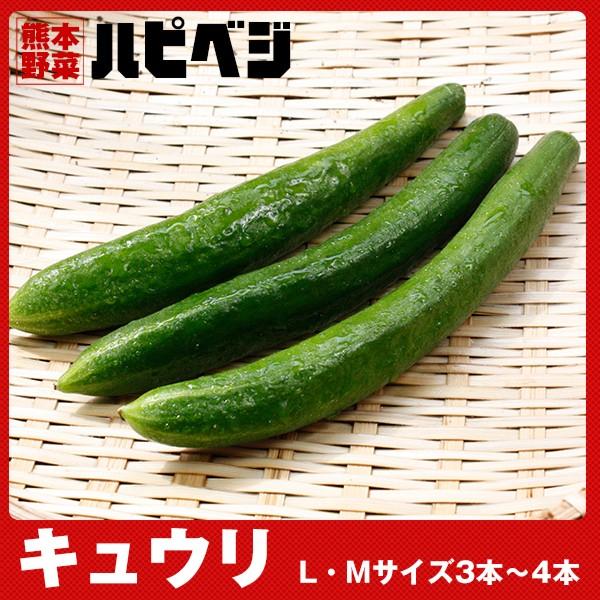 キュウリ【L/Mサイズ3〜4本】同梱専用　※こちらの商品は野菜セット購入した方のみの同梱商品になりま...