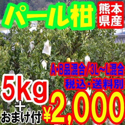 【予約/２月末〜発送予定】パール柑 （文旦）【5kg+おまけ付】■A・B品混合/3L〜L混合■　熊本...