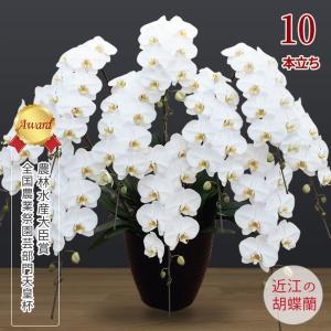 【胡蝶蘭ギフト】近江の胡蝶蘭 送料無料 10本立ち120輪以上 滋賀県産 お祝い ギフト 開店祝い 誕生日 母の日 お供え 大輪 無料ラッピング 産地直送 法人ギフト