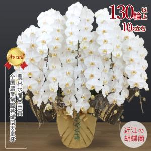 【胡蝶蘭ギフト】近江の胡蝶蘭 送料無料 10本立ち130輪以上 滋賀県産 お祝い ギフト 開店祝い 誕生日 母の日 お供え 大輪 無料ラッピング 産地直送 法人ギフト