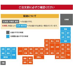 【胡蝶蘭ギフト】近江の胡蝶蘭 送料無料 10本...の詳細画像3