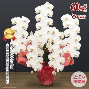 【胡蝶蘭ギフト】近江の胡蝶蘭 送料無料 5本立ち 60輪以上 滋賀県産 お祝い ギフト 開店祝い 誕生日 母の日 お供え 大輪 蘭 無料ラッピング 産地直送 法人ギフト