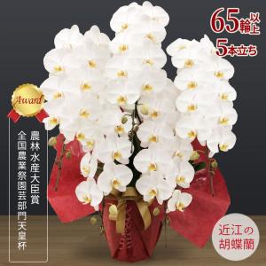 【胡蝶蘭ギフト】近江の胡蝶蘭 送料無料 5本立ち 65輪以上 滋賀県産 お祝い ギフト 開店祝い 誕生日 母の日 お供え 大輪 蘭 無料ラッピング 産地直送 法人ギフト