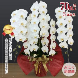 【胡蝶蘭ギフト】近江の胡蝶蘭 送料無料 5本立ち 70輪以上 滋賀県産 お祝い ギフト 開店祝い 誕生日 母の日 お供え 大輪 蘭 無料ラッピング 産地直送 法人ギフト