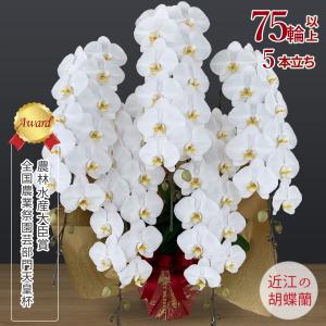 【胡蝶蘭ギフト】近江の胡蝶蘭 送料無料 5本立ち 75輪以上 滋賀県産 お祝い ギフト 開店祝い 誕生日 母の日 お供え 大輪 蘭 無料ラッピング 産地直送 法人ギフト