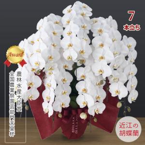 【胡蝶蘭ギフト】近江の胡蝶蘭 送料無料 7本立ち 84輪以上 滋賀県産 お祝い ギフト 開店祝い 誕生日 母の日 お供え 蘭 大輪 無料ラッピング 産地直送 法人ギフト