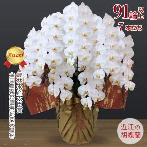 【胡蝶蘭ギフト】近江の胡蝶蘭 送料無料 7本立ち 91輪以上 滋賀県産 お祝い ギフト 開店祝い 誕生日 母の日 お供え 蘭 大輪 無料ラッピング 産地直送 法人ギフト