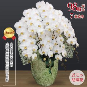 【胡蝶蘭ギフト】近江の胡蝶蘭 送料無料 7本立ち 98輪以上 滋賀県産 お祝い ギフト 開店祝い 誕生日 母の日 お供え 蘭 大輪 無料ラッピング 産地直送 法人ギフト