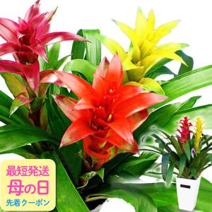 クリスマスローズ 利休 0209-010 現品販売 送料無料 曽田園芸 12cm