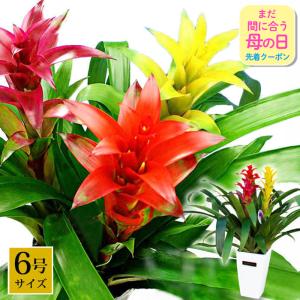 クリスマスローズ 利休 0209-010 現品販売 送料無料 曽田園芸 12cm