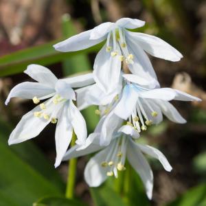 植えっぱなし球根 花 チオノドクサ ルシリエ ア...の商品画像