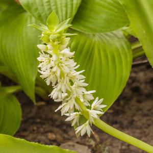 春球根 ユーコミス パイナップルリリー プンクタータ 白花 2球セット お届け中 コンパクト便 Eucomis punctata 中球根 球根植物 庭植え 花壇 プランター 鉢植え