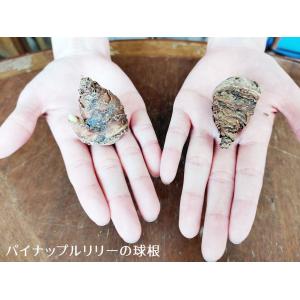 春球根 ユーコミス パイナップルリリー プンク...の詳細画像3