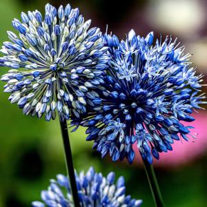 芽出し球根苗 アリウム コエルレウム 3球植え 1鉢 3号鉢 お届け中 Allium caeruleum Ornamental Onion 多年草 2025BU