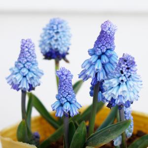 球根 植えっぱなし 秋植え ムスカリ アズレウム 8球 セット お届け中 メール便 小球根 Muscari Azureum 野放し 秋球根 花の球根 庭植え ハッピーガーデン 2022BU｜happy-garden