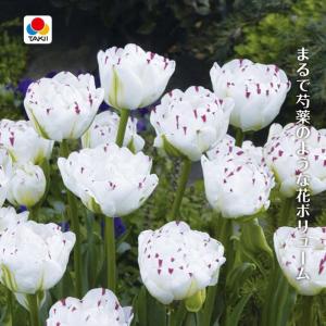 シャクヤク 球根の商品一覧 通販 Yahoo ショッピング