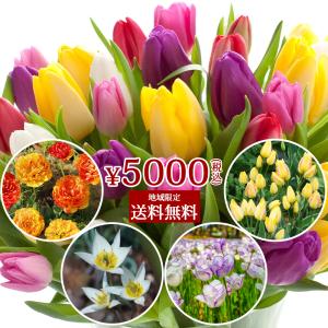 芽出し球根苗 芽出しチューリップ 品種はおまかせ 6種類以上 2ダース 24鉢セット お届け中 ユリ咲き 八重咲き 芍薬咲きハッピーガーデン HappyGarden