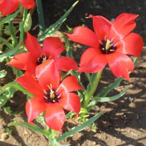 原種チューリップ リニフォリア 3球植え 選べる1〜3鉢セット 3号 お届け中 Tulipa Linifolia 多年草 赤花 草丈低 庭植え 鉢植え