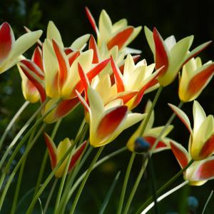 植えっぱなし 球根 花 原種チューリップ クルシ...の商品画像