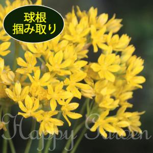 球根 アリウム モーリー 年末セール つかみ取り 球数未確定