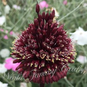 アリウム レッドモヒカン 芽出し球根苗 1鉢 3号ロングポット お届け中 Allium Red mohican 赤花 野放し 庭植え 花壇 鉢植え 寄せ植え