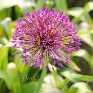 アリウム パープルレイン 芽出し球根苗 1鉢 3号ロングポット お届け中 Allium Purple Rain 赤紫色 花 庭植え 花壇 鉢植え ガーデニング