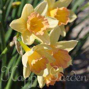 水仙 ブラッシングレディー 芽出し球根苗 黄桃 お届け中 Narcissus 花 苗 ガーデニング 春 ハッピーガーデン 2025BU