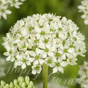 アリウム ニグルム 芽出し球根苗 1鉢 3号ロングポット お届け中 Allium nigrum　白花 花の球根 庭植え 花壇 アクセント 春 ハッピーガーデン 2025BU 白花