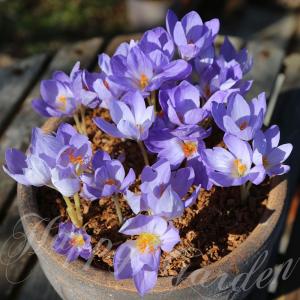 植えっぱなし球根 秋 花 クロッカス スペシオ...の詳細画像1