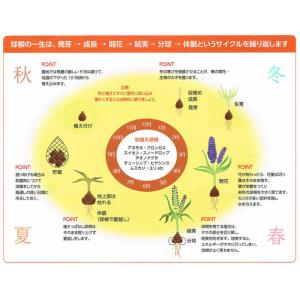 植えっぱなし球根 秋 花 クロッカス スペシオ...の詳細画像2