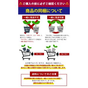 植えっぱなし球根 秋 花 クロッカス スペシオ...の詳細画像4
